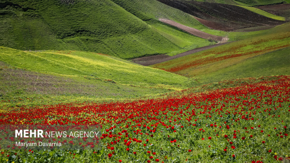 خبرگزاری مهر | اخبار ایران و جهان | Mehr News Agency