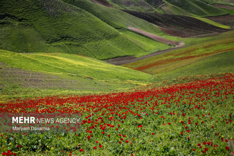 خبرگزاری مهر | اخبار ایران و جهان | Mehr News Agency